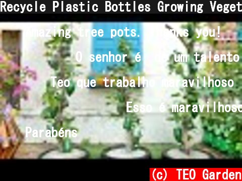 Recycle Plastic Bottles Growing Vegetables on Dry Branches, Smart Gardening Ideas  (c) TEO Garden