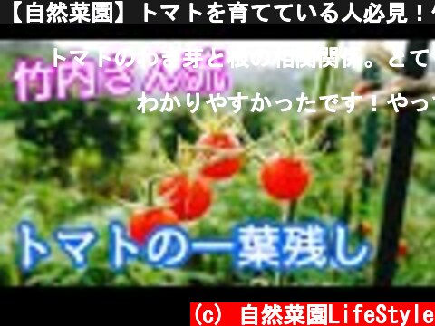 【自然菜園】トマトを育てている人必見！竹内さんに学ぶ『トマトの一葉残し』  (c) 自然菜園LifeStyle