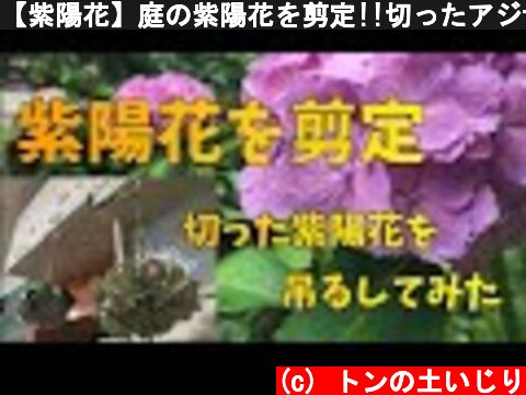 【紫陽花】庭の紫陽花を剪定!!切ったアジサイは吊るしてドライフラワーに　～Hydrangea pruning～  (c) トンの土いじり