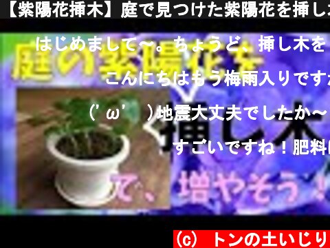 【紫陽花挿木】庭で見つけた紫陽花を挿し木～発根　～hydrangea～  (c) トンの土いじり