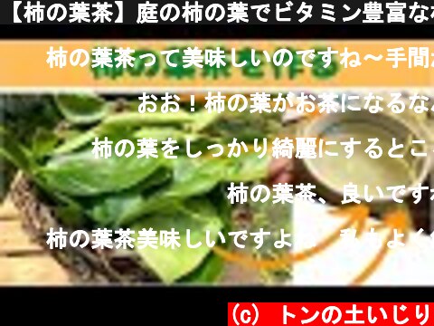 【柿の葉茶】庭の柿の葉でビタミン豊富な柿の葉茶づくり　 ~Persimmon leaf tea~  (c) トンの土いじり