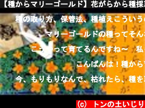【種からマリーゴールド】花がらから種採取!!花が咲くまで（おまけはカエル）　 ~Grow marigold from seed~  (c) トンの土いじり