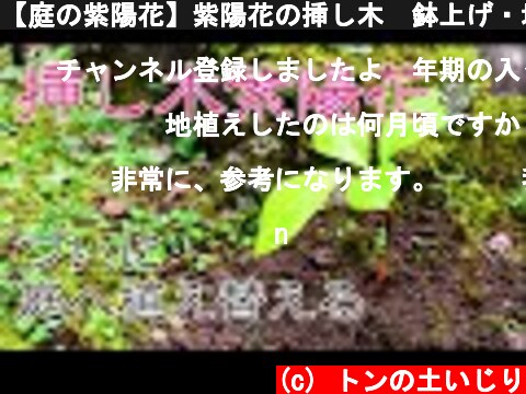 【庭の紫陽花】紫陽花の挿し木　鉢上げ・地植えする  (c) トンの土いじり