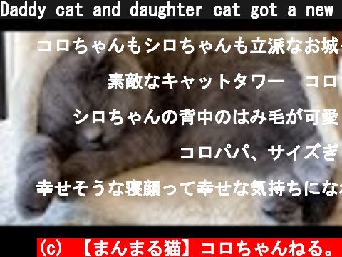 Daddy cat and daughter cat got a new cat tower  (c) 【まんまる猫】コロちゃんねる。