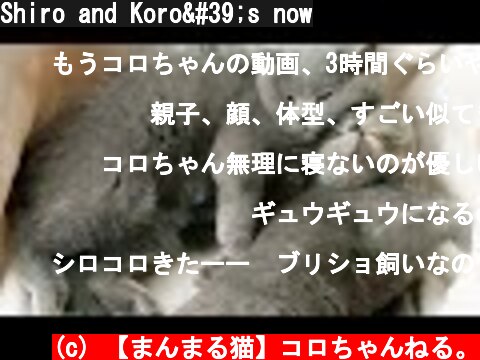 Shiro and Koro's now  (c) 【まんまる猫】コロちゃんねる。