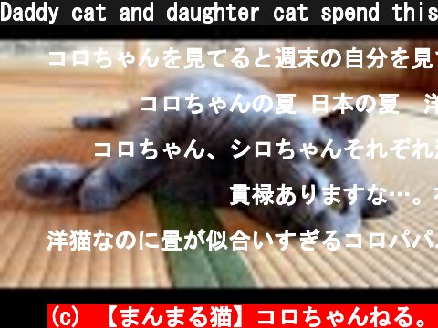Daddy cat and daughter cat spend this way on hot days  (c) 【まんまる猫】コロちゃんねる。