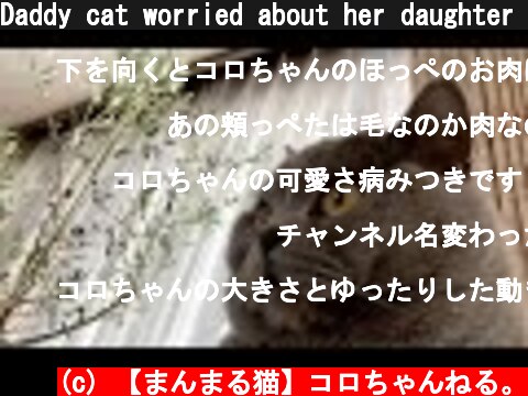 Daddy cat worried about her daughter is cute  (c) 【まんまる猫】コロちゃんねる。