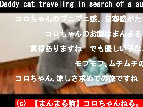 Daddy cat traveling in search of a summer resort  (c) 【まんまる猫】コロちゃんねる。