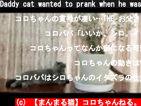Daddy cat wanted to prank when he was watching his daughter cat prank  (c) 【まんまる猫】コロちゃんねる。