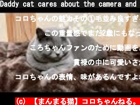 Daddy cat cares about the camera and can not sleep easily  (c) 【まんまる猫】コロちゃんねる。
