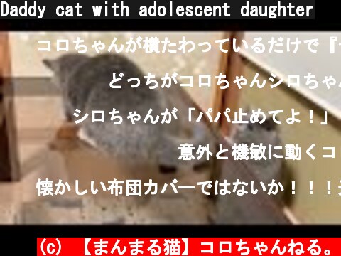 Daddy cat with adolescent daughter  (c) 【まんまる猫】コロちゃんねる。