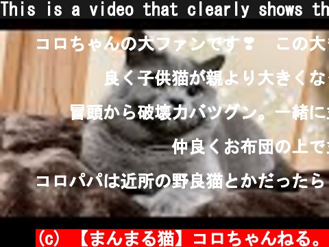 This is a video that clearly shows the bigness of a daddy cat  (c) 【まんまる猫】コロちゃんねる。