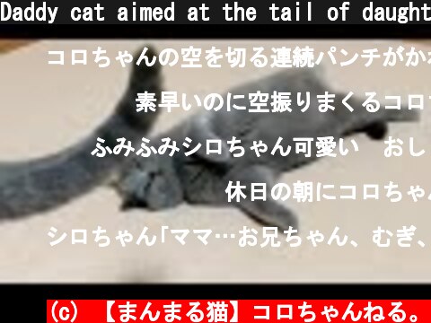 Daddy cat aimed at the tail of daughter cat #shorts  (c) 【まんまる猫】コロちゃんねる。