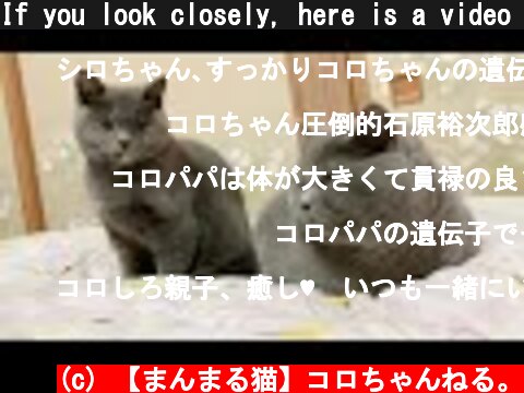 If you look closely, here is a video that is too similar and makes you laugh  (c) 【まんまる猫】コロちゃんねる。