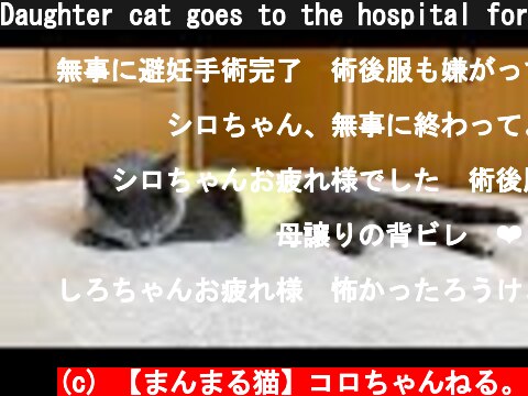 Daughter cat goes to the hospital for contraception surgery  (c) 【まんまる猫】コロちゃんねる。