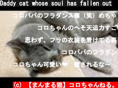 Daddy cat whose soul has fallen out  (c) 【まんまる猫】コロちゃんねる。