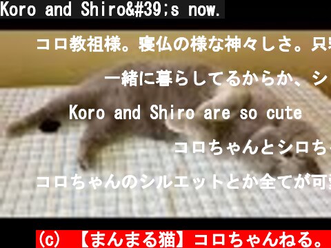Koro and Shiro's now.  (c) 【まんまる猫】コロちゃんねる。