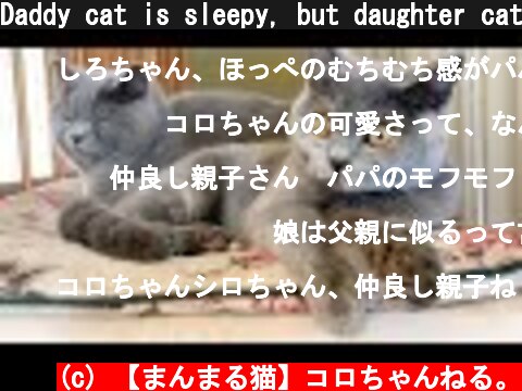 Daddy cat is sleepy, but daughter cat is no longer sleepy  (c) 【まんまる猫】コロちゃんねる。