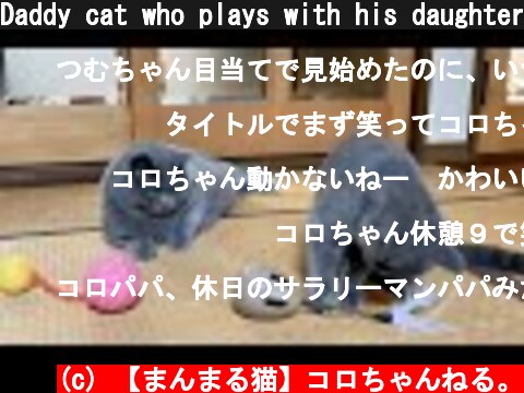 Daddy cat who plays with his daughter but gets tired quickly  (c) 【まんまる猫】コロちゃんねる。