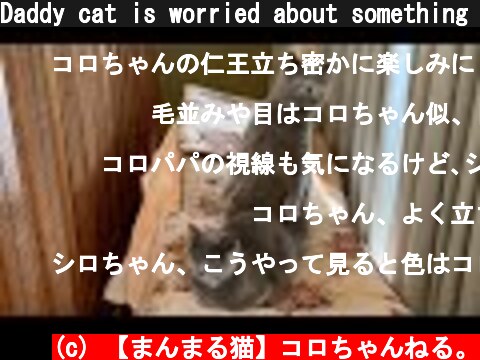 Daddy cat is worried about something #shorts  (c) 【まんまる猫】コロちゃんねる。