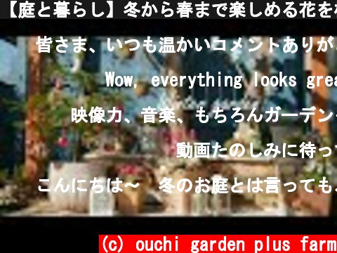 【庭と暮らし】冬から春まで楽しめる花を植えました｜クリスマスの庭の準備｜自家製レモンのお菓子作り｜イチゴを植える【vlog】  (c) ouchi garden plus farm
