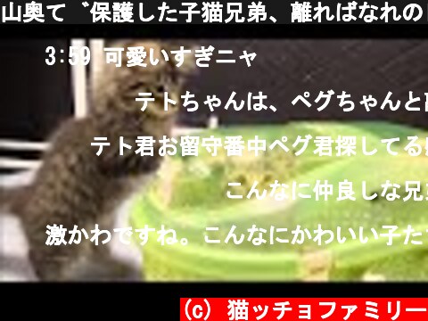 山奥で保護した子猫兄弟、離ればなれの日【Episode,17】  (c) 猫ッチョファミリー