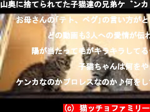 山奥に捨てられてた子猫達の兄弟ゲンカ【Episode.13】  (c) 猫ッチョファミリー