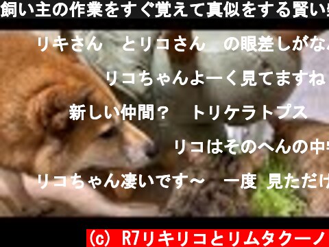飼い主の作業をすぐ覚えて真似をする賢い柴犬と警戒心ゼロの妹猫♥ A wise Shiba Inu that imitates a cute cat and dad  (c) R7リキリコとリムタクーノ