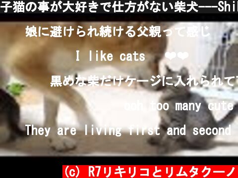 子猫の事が大好きで仕方がない柴犬---Shiba Inu love kittens--  (c) R7リキリコとリムタクーノ