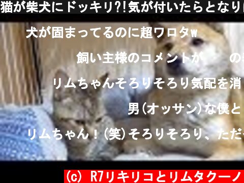 猫が柴犬にドッキリ?!気が付いたらとなりに猫が！--Cat to surprise the Shiba inu  (c) R7リキリコとリムタクーノ