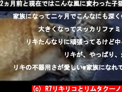 2ヵ月前と現在ではこんな風に変わった子猫と柴犬--Shiba Inu and kitten 2 months ago and the current--  (c) R7リキリコとリムタクーノ