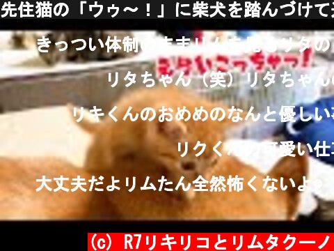 先住猫の「ウゥ～！」に柴犬を踏んづけて逃げる子猫と優しくサポートする柴犬　Shiba Inu gently supports cats and kittens  (c) R7リキリコとリムタクーノ