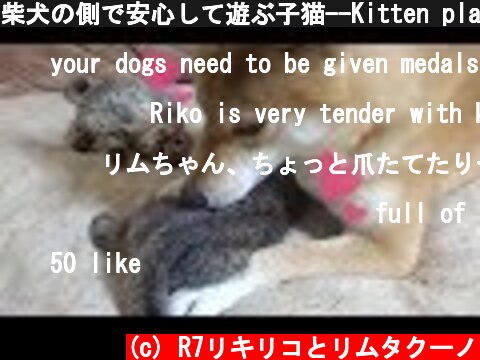 柴犬の側で安心して遊ぶ子猫--Kitten playing fun next to Shiba Inu----  (c) R7リキリコとリムタクーノ