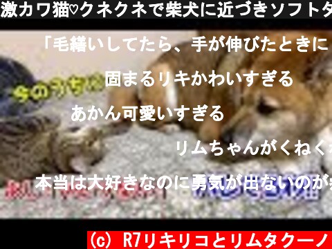 激カワ猫♡クネクネで柴犬に近づきソフトタッチをする猫リム　 cat playing with a gentle touch on Shiba Inu  (c) R7リキリコとリムタクーノ