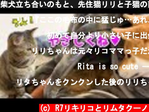柴犬立ち合いのもと、先住猫リリと子猫の直接ご対面♥　Shiba Inu watches a kitten like a mother  (c) R7リキリコとリムタクーノ