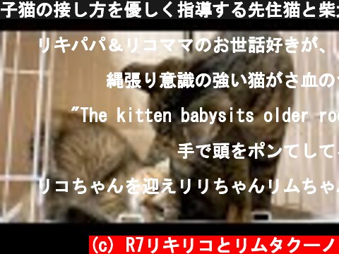 子猫の接し方を優しく指導する先住猫と柴犬 Shiba Inu and Cat trains the kitten  (c) R7リキリコとリムタクーノ