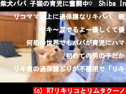 柴犬パパ 子猫の育児に奮闘中♡　Shiba Inu working hard to raise a kitten  (c) R7リキリコとリムタクーノ