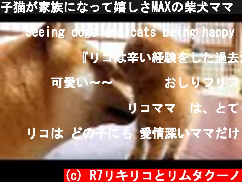 子猫が家族になって嬉しさMAXの柴犬ママ　Happy shiba inu with kittens  (c) R7リキリコとリムタクーノ