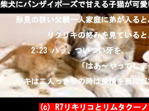 柴犬にバンザイポーズで甘える子猫が可愛い❤　A cute kitten who loves Shiba Inu  (c) R7リキリコとリムタクーノ
