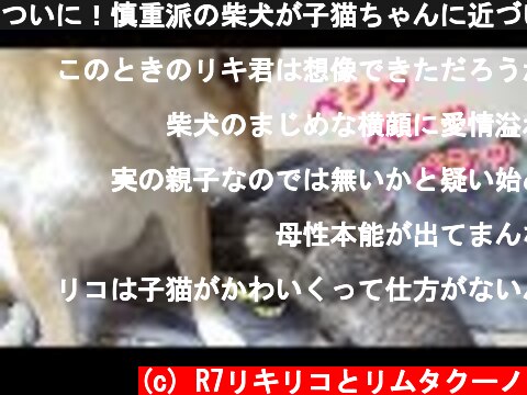 ついに！慎重派の柴犬が子猫ちゃんに近づいた♪---Shiba inu Riko mother of kittens---  (c) R7リキリコとリムタクーノ
