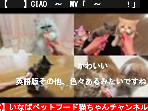 【공식】CIAO츄～르MV「츄～르해요！」  (c) 【公式】いなばペットフード猫ちゃんチャンネル