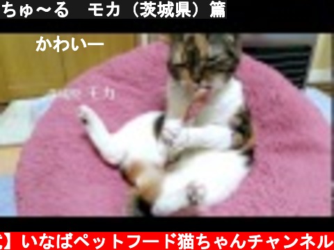 ちゅ～る　モカ（茨城県）篇  (c) 【公式】いなばペットフード猫ちゃんチャンネル