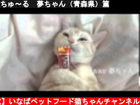 ちゅ～る　夢ちゃん（青森県）篇  (c) 【公式】いなばペットフード猫ちゃんチャンネル