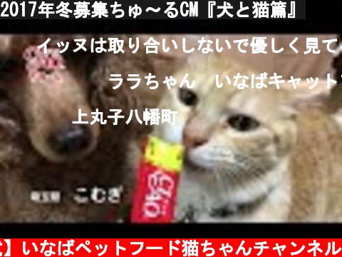 2017年冬募集ちゅ～るCM『犬と猫篇』  (c) 【公式】いなばペットフード猫ちゃんチャンネル
