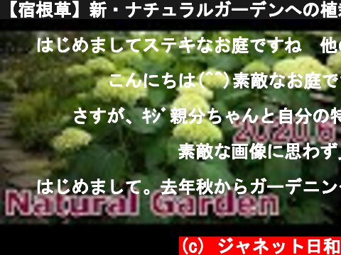 【宿根草】新・ナチュラルガーデンへの植栽計画＊６月上旬の庭の花々、カップ型の鉢、半日陰の植物  (c) ジャネット日和
