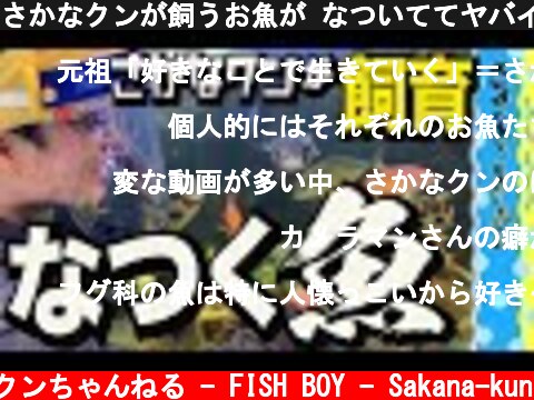 さかなクンが飼うお魚が なついててヤバイ【衝撃】  (c) さかなクンちゃんねる - FISH BOY - Sakana-kun