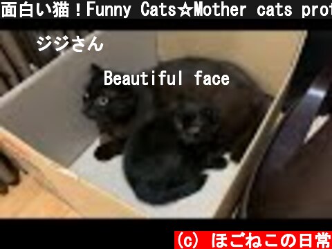 面白い猫！Funny Cats☆Mother cats protecting theircute kittens  (c) ほごねこの日常