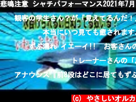 悲鳴注意 シャチパフォーマンス2021年7月13日 鴨川シーワールド　Kamogawa Sea World Orcas  (c) やさしいオルカ