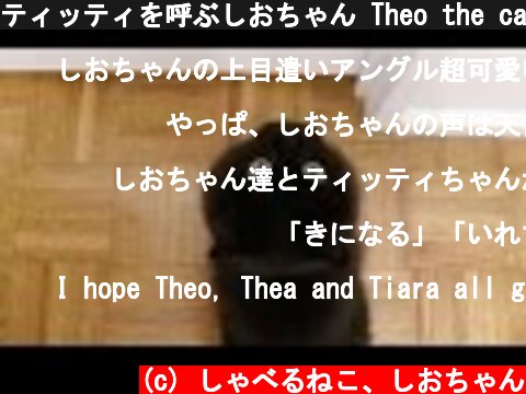ティッティを呼ぶしおちゃん Theo the cat calls Tiara  (c) しゃべるねこ、しおちゃん