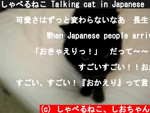 しゃべるねこ Talking cat in Japanese (Okaeri)  (c) しゃべるねこ、しおちゃん